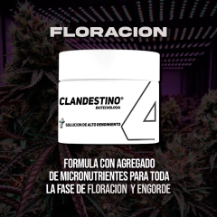 CLANDESTINO 4 - floracion 100 GR
