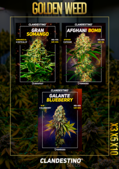 GOLDEN WEED x3 + 1 DE REGALO!