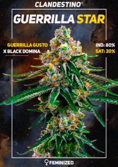 grandes indicas x3 + 1 DE REGALO! - comprar online