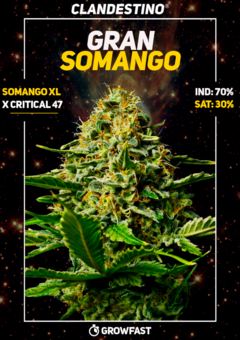 GOLDEN WEED x3 + 1 DE REGALO! - comprar online