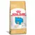 RACAO ROYAL CANIN BULLDOG FRANCES JUNIOR 2,5KG