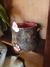 Caneca Gatinho na internet