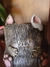 Caneca Gatinho