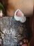 Caneca Gatinho - comprar online
