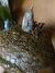 Pote | Porta Treco Totoro - loja online