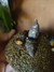 Pote | Porta Treco Totoro
