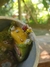 Caneca Grutinha Snoopy - comprar online