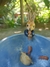 Cumbuca\Bowl Peter Rabbit - comprar online