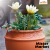 Maceta Terracota Barro Calchaqui Clasico Jardin Decoracion Blum en internet