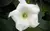 Semillas Dama De Noche Ipomea Huerta Cultivo Floral Eco