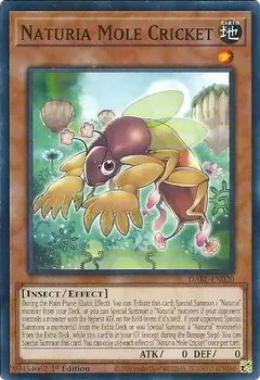 Camelia Mole Cricket - Comun - DABL