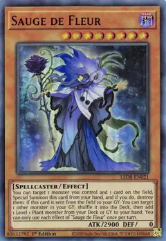 Sauge De Fleur – Ultra Rare