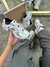 Imagem do New Balance 530 White Natural Indigo
