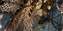 Banner de la categoría FOLLAJE