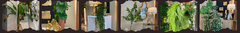 Banner de la categoría Plantas de Apariencia Natural