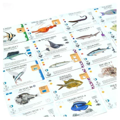 Finspan - Jogo de Tabuleiro - Grok - comprar online