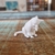 Gatinho se lambendo