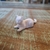 Gatinho deitado 6cm