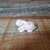 Coelho 02 Miniatura 3D - Armazém da Madeira