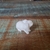 Coelho 02 Miniatura 3D - comprar online
