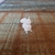 Imagem do Esquilo Miniatura 3D