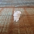Esquilo Miniatura 3D - comprar online