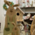 Família de Coelhos Crua (Unidade) - Armazém da Madeira