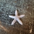 Estrela do Mar Miniatura 3D na internet
