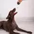 TONIPETS - Glotoni Pelota rellenable Extreme - comprar online