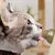 JUEGUETE CATNIP CON ADHESIVO COLORES VARIOS (COD. 11121) en internet