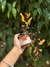 Geleia De Tâmara Com Laranja Zero Açúcar Adicionado