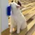 Escova Massageadora para Gatos - Alívio e Bem-Estar para Seu Felino | Remove Pe - Mi Casa Store