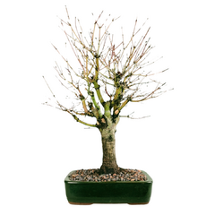 Bonsai Acer Palmatum Comum 15 anos - loja online