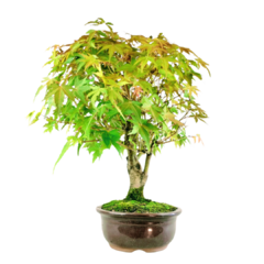 Bonsai Acer Palmatum Comum 14 anos - comprar online