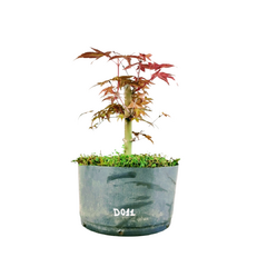 Pré Acer Palmatum Deshojo 1,5 anos