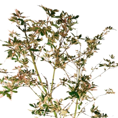 Acer Palmatum Kagiri Nishiki - KGN001 - loja online