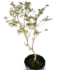 Acer Palmatum Kagiri Nishiki - KGN001 - Bonsai Acer