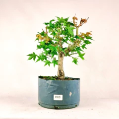 Acer Palmatum Comum 3 anos - AP301