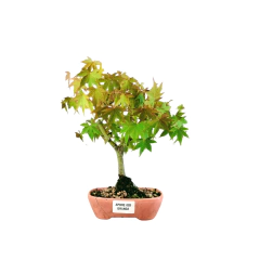 Bonsai Acer Palmatum Orange Dream 3 anos - comprar online