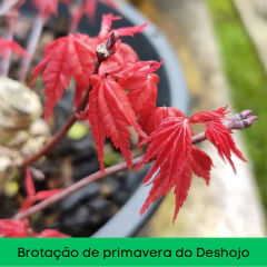 Pré Acer Palmatum Deshojo 2 anos na internet