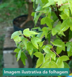 Imagem do Acer Buergerianum Kaede 3 anos - K06