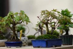 Imagem do Curso Como Cultivar Acer