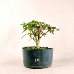Pré Acer Palmatum Deshojo 2 anos - comprar online