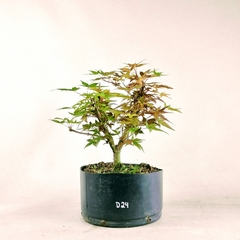 Pré Acer Palmatum Deshojo 2 anos - comprar online