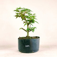 Pré Acer Palmatum Deshojo 1,5 anos - comprar online