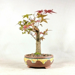 Bonsai Acer Palmatum Deshojo 5 anos na internet