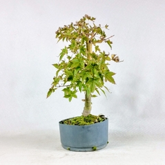 Pré Bonsai Acer Palmatum Bihou 4 anos na internet
