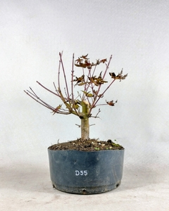 Pré Acer Palmatum Deshojo 2 anos - comprar online