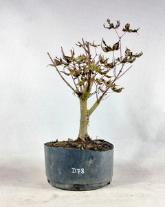 Pré Acer Palmatum Deshojo 2 anos - comprar online