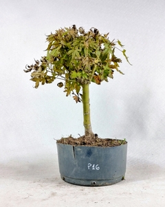 Pré Acer Palmatum Comum 2 anos - comprar online